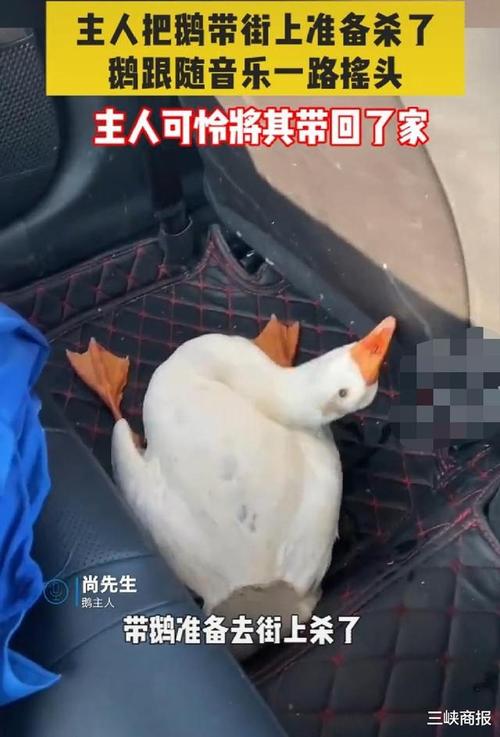 鹅为什么喜欢靠近汽车（鹅为什么喜欢追车）